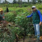 Governo do Amazonas incentiva manejo florestal e promove oportunidades de emprego e renda em comunidades de Parintins