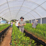 Prefeito fomenta citricultura com a entrega de 14 mil mudas para produtores rurais da capital