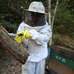 Dia Nacional da Abelha: Governo do Amazonas investe na atividade produtiva do mel para alavancar a produção