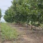 Manaquiri: Projeto assistido pelo IDAM visa alcançar uma produção de 30 toneladas de goiaba neste ano