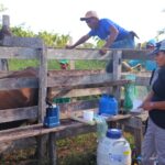 Idam anuncia inscrições para projeto de inseminação de bovinos em Itacoatiara