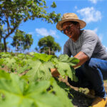 Dia do Trabalhador: No setor primário, produtora rural se destaca na agricultura familiar