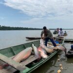 Município de Juruá ganha novo acordo de pesca com benefício para mais de 450 pescadores