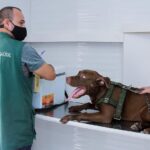 Prefeitura de Manaus abre agendamento para castração de cães e gatos nesta sexta-feira, 1º/11