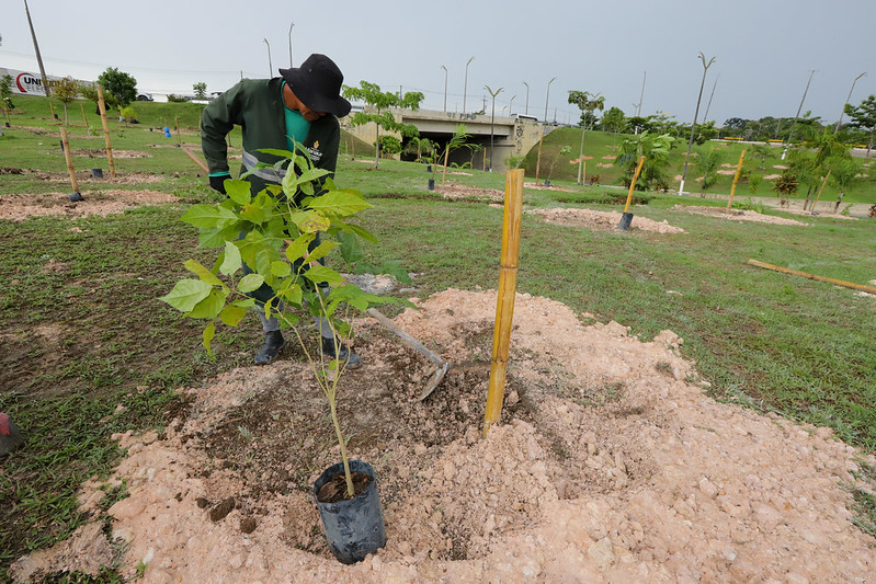 Prefeitura de Manaus implanta bosque urbano no complexo viário 28 de Março