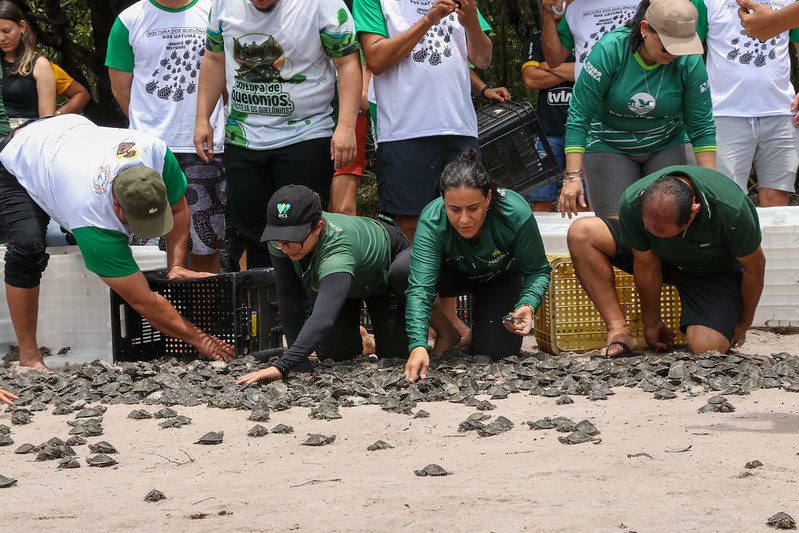 Mais de 18 mil filhotes de quelônios são soltos na RDS do Uatumã com apoio da Sema