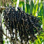 Produção de açaí cresce 150% no Amazonas