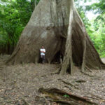 Estudo revela intensificação de extremos de chuva e seca na Amazônia nos últimos 40 anos