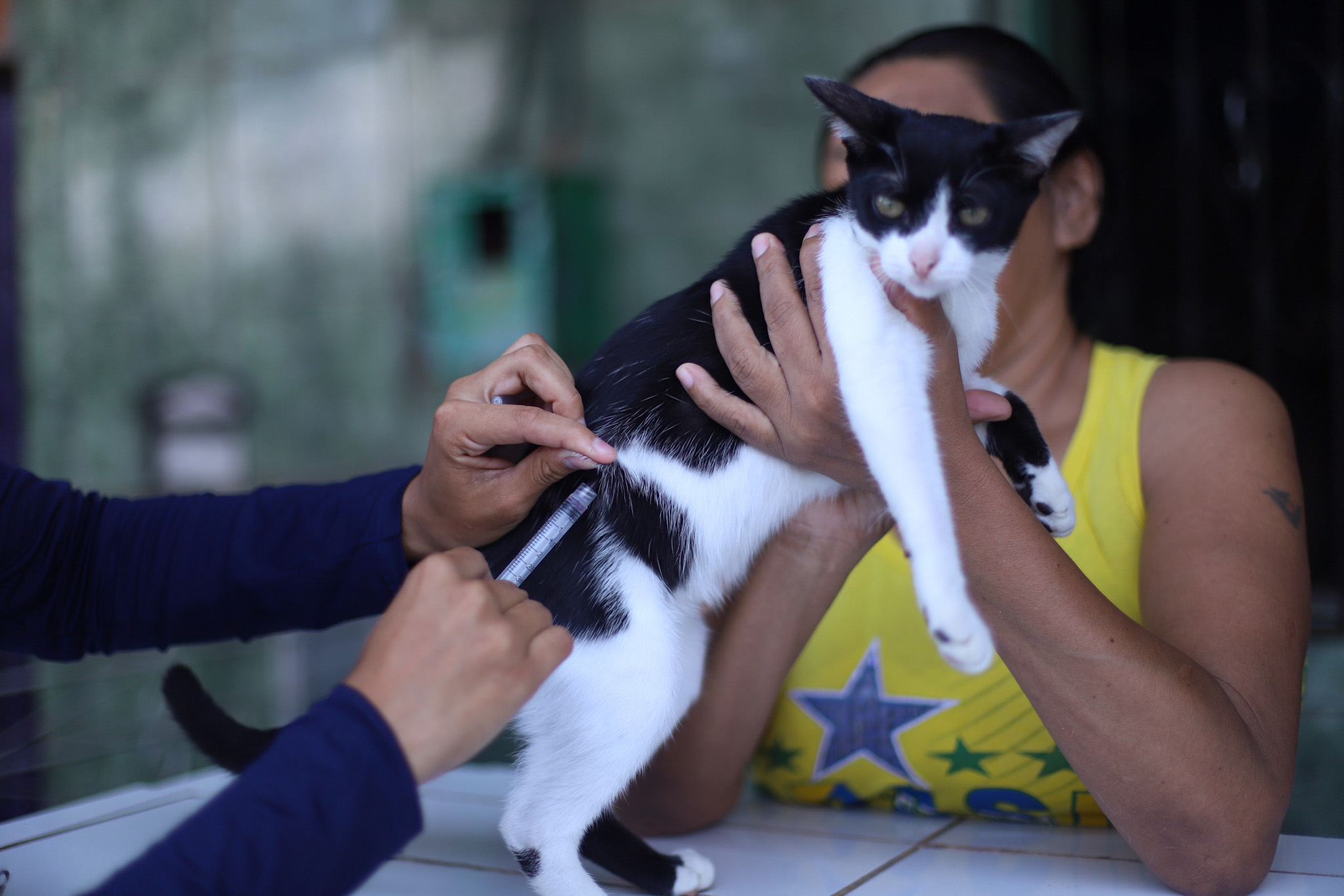 Campanha de vacinação antirrábica da prefeitura tem 33 pontos fixos para imunizar cães e gatos em Manaus