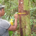 Pesquisadores identificam impactos das mudanças climáticas na biodiversidade da Amazônia e região Andina