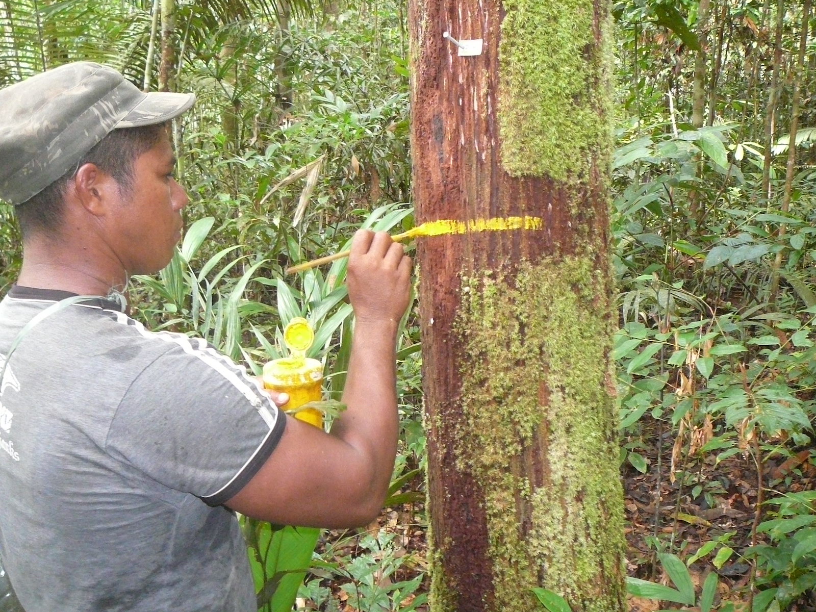 Pesquisadores identificam impactos das mudanças climáticas na biodiversidade da Amazônia e região Andina