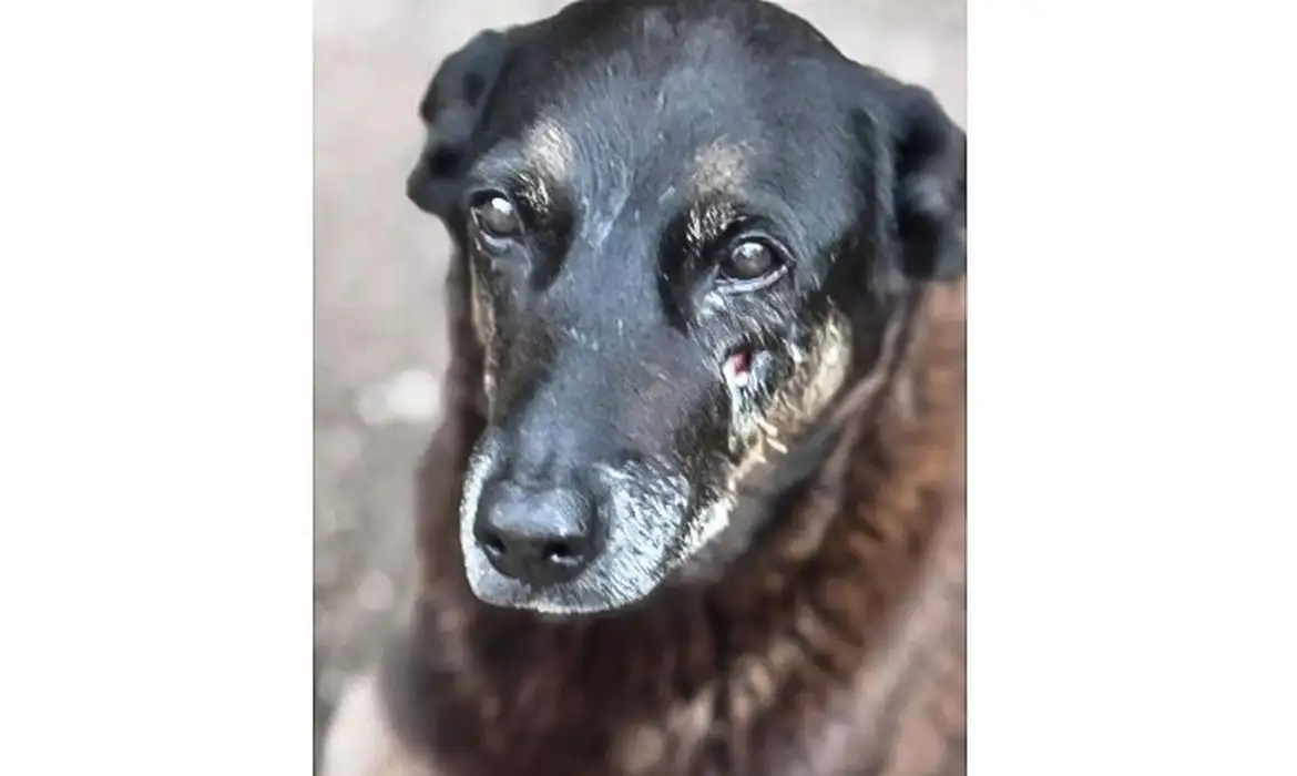 Saiba que sanções podem ser aplicadas a jovens suspeitos  de matarem  cão Orelha