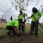 Prefeitura de Manaus realiza plantio de 13.400 mudas como parte da estratégia de arborização da capital amazonense