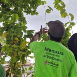 Prefeitura de Manaus realiza manutenção da arborização no CSU do Parque 10 e inicia plantio de 2 mil mudas no local