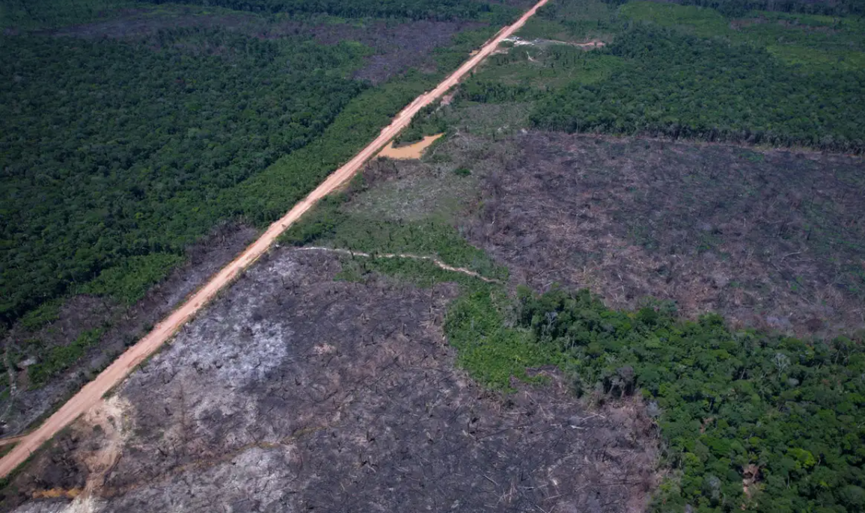 Desmatamento na Amazônia cai 36,87% no último ano