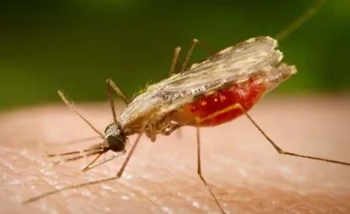FOTO: PORTAL BIOLOGIA/DIVULGAÇÃO